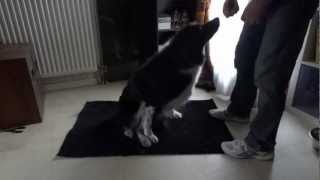 Vidéo 5 Réhabilitation canine Looh Travail couché debout 1 [upl. by Yenetruoc]