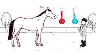 How to properly cool down your horse after intense exercise [upl. by Rodrick557]