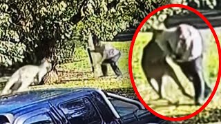 Kangaroo Attacks Man in Australia [upl. by Nnhoj]