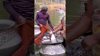 Million of Big Pangasius Fishing Video shorts [upl. by Singh]