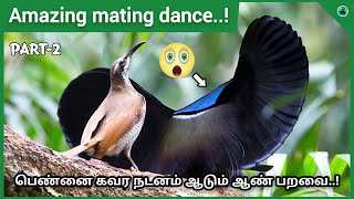 Magnificent riflebird  Mating dance  Best mating bird dance  Explained  Tamil  BioWorld  BW [upl. by Maleeny]