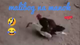 Sabong manok vs pato [upl. by Dnumsed]