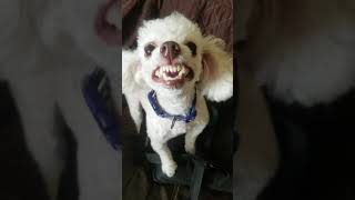 Toy poodle barking [upl. by Anoved]