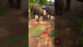 20240520 Hurulu Eco park Jeep safari ☎ 0766064761❤️❤️🐘🐘🐘🐘🔥🔥🔥👊 Habarana 🇱🇰 wildlife elephant [upl. by Englebert672]