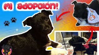 Te explico CÓMO fué la ADOPCIÓN de MI PERRITA CACHORRO Lana [upl. by Ilaire918]