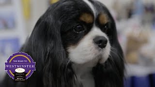 Best of Breed Minute Cavalier King Charles Spaniel [upl. by Sila448]