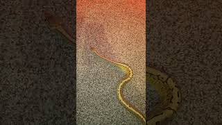 ball python Python regius slitherin away [upl. by Chader]