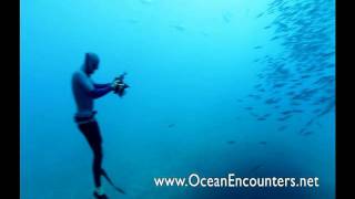 Freediving with Great White Sharks  Ocean Encounters [upl. by Lepper882]