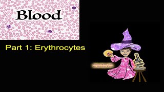 Blood Erythrocytes CC [upl. by Syck946]