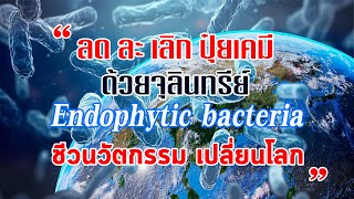 quotลด ละ เลิก ปุ๋ยเคมี วิธีแก้จนด้วยจุลินทรีย์quot ชีวนวัตกรรมเปลี่ยนโลก Endophytic bacteria [upl. by Ioved392]