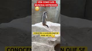 DE ELEGANTE COMO YO 🤭😃😅😂🫠😻🥰🫶😘shorts video cute funny animals comedy memes humor ♥️ [upl. by Kcirded]