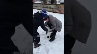 two kids came over to play with our dogs 🥹 husky dogvideos [upl. by Terpstra714]