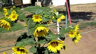 Green Garden TIPS Growing Sunflowers [upl. by Tabor814]