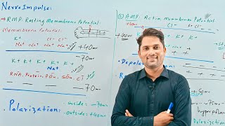 Nerve Impulse Nerve conductionNervous coordination STB NCERT FTB PTBHindi UrduProSuresh Kumar [upl. by Nor814]