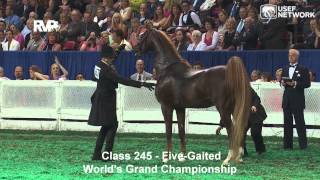 CH Callaways Annabel Allison Wins the 5Gaited Grand Championship at WCHS [upl. by Kevyn]