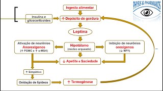 Leptina aspectos fisiológicos [upl. by Auof]