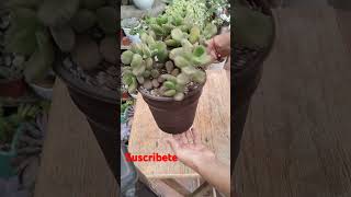 Cotyledon Tomentosa 💚suculentassuscribete youtubeshorts videoviral [upl. by Eruza583]