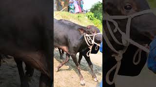 Cow videos😅 shortsvideo funnyshorts funny cowGoru cowcow funnycow animals [upl. by Baptist51]