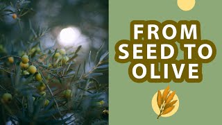 From Seed to Olive A Complete Guide 🌱🌿 [upl. by Semadar]