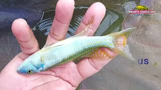 Nikanth Aquaculture Cichlid Farm Pollachi TNIndia Malawi Trout [upl. by Steck]