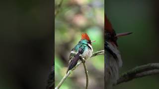 Topetinhovermelho Lophornis magnificusbirds aves da mata atlântica aves de Lídice Shorts [upl. by Viens]