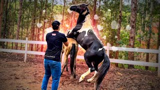 COLETANDO os GARANHÃ•ES ðŸ”¥ðŸŽ [upl. by Felten339]