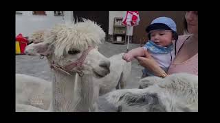 Café mit tierischem Spaß 🦙 🦙 Im Eifeldorf 🚜 Hoffeld mit Sandra und Jan [upl. by Peper]