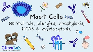 Mast Cells  Normal Role Allergies Anaphylaxis MCAS amp Mastocytosis [upl. by Ciardap]