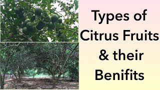 Types of Citrus fruits and their benifits  in telugu  citrus fruits uses citrus citrusfarming [upl. by Ahseinod]