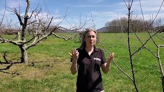 Apple Pollination and Selection UT Extension Spring 2020 [upl. by Minabe420]