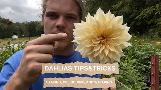 Dahlias TIPS amp TRICKS  STAKING DISBUDDING WATERING better quality dahlias [upl. by Bundy]