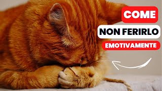 10 Cose che Feriscono EMOTIVAMENTE il tuo Gatto [upl. by Yannodrahc]