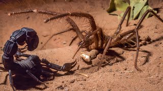 CAMEL SPIDER  SOLIFUGAE ─ Aggressive Arachnid Predator of the Desert [upl. by Stine714]