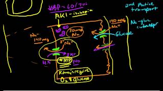 Renal Physiology Reabsorption and Excretion [upl. by Ephraim]