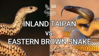 Inland taipan vs Eastern brown snake  Battle of the deadly snakes [upl. by Mallissa291]