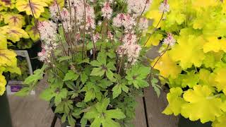 Tiarella Spring Symphony Foamflower  Wonderful NATIVE Ground Cover for Shady Sites [upl. by Nosna492]