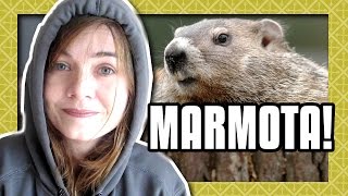 O DIA DA MARMOTA Ep 364 [upl. by Weinreb]