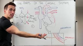 How a Healthy Heart Pumps Blood [upl. by Mommy]