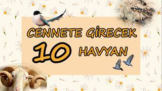 Cennete Girecek On Hayvan [upl. by Alex513]