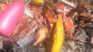 Grenada Spearfishing August 9th 2024 [upl. by Aivatnuhs]