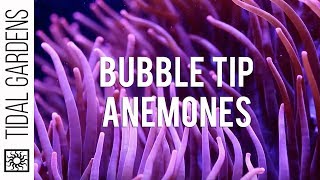 Bubble Tip Anemones [upl. by Franni]