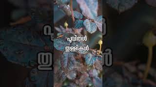 Pinneyum Pinneyum Aaro Kinavinte  Whatsapp Status [upl. by Halfdan]