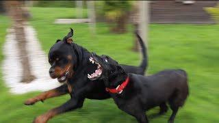 ROTTWEILER AYANT ATTAQUÉ UN CHIEN DE 25KG [upl. by Audrye]