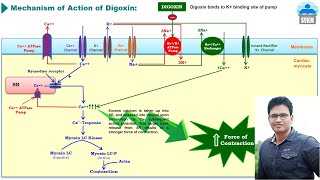 Mechanism of Action of Digoxin [upl. by Phila610]