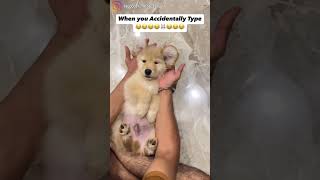 When U Accidentally Type 😂😂😂🐰😂😂😂 dog dog lover viralvideo shorts funny dogs goldenretriever [upl. by Ahtela]