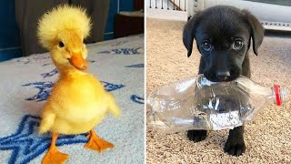 Funniest Animals 2024 😂 Best Funny Cats and Dogs 😻🐶 Part 23  Cute Baby Dogs [upl. by Lynnworth]