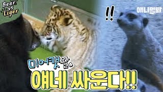 라이거VS곰 싸움 구경난 미어캣 군단ㅋㅋㅋㅋㅋㅣA ligerliontiger and bear fighting [upl. by Dodie]