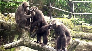 Chimpanzees Go Crazy for pitaya Fruit Feast 🍉🐒quotquot黑猩猩們愛吃火龍果 [upl. by Chicky]