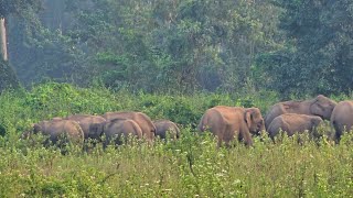 Kholabagaar ma Hatti ko jhund 🐘 jhamka vet vayo elephant [upl. by Ansela]