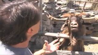 Man argues with spitting goat [upl. by Odlanar]